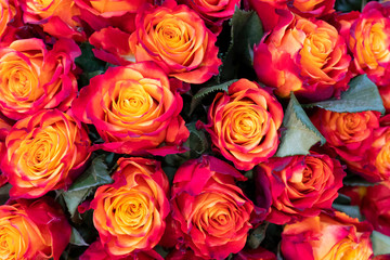 Beautiful orange roses background. Floral abstract background for wedding and engagement.