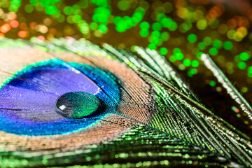 macro photo of a round drop of water on a peacock feather and colorful bokeh