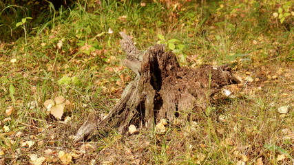 Obraz premium autumn miracle in the forest