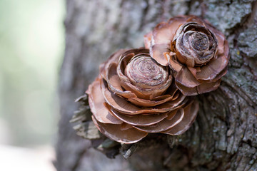 The pine cone on tree trunk high altitude.