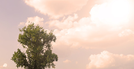 Sunset over a green tree and clouds.