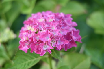 Rosa blühende Hortensie (Hydrangea)