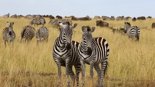 Two zebras in the savannah. Kenya. Tanzania. National Park. Serengeti. Maasai Mara.