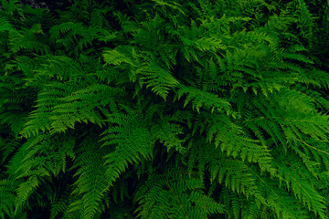 Green fern filling the whole screen - natural backgrounds