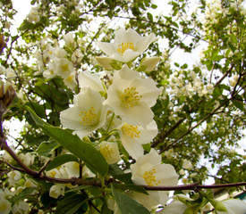  Jasmine flowers