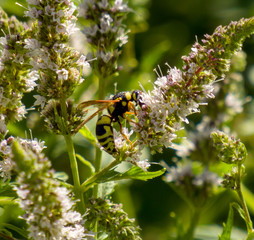 Wasp on flower