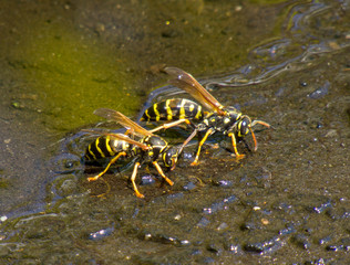  Wasp near the water