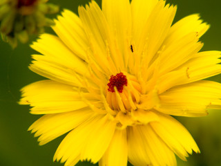 closeup of yellow flower