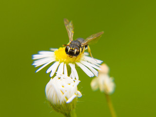 bee on a flower