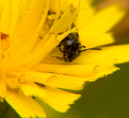 bee on a flower