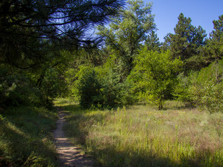 morning in the forest