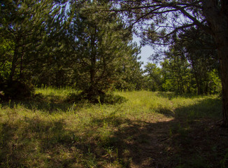 morning in the forest