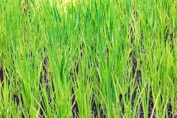 detail of rice paddy