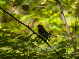 bird on branch