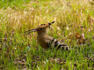 Hoopoe in field