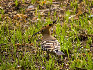 wild Hoopoe in the grass