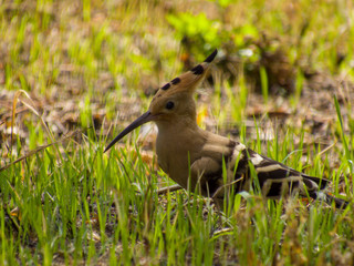  Hoopoe in the grass