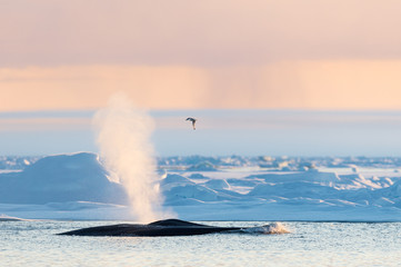 Blue Whale spray in Arctic Svalbard