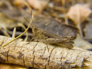  Grasshopper on a branch