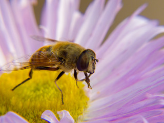 bee on flower
