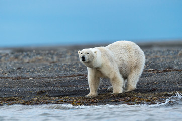 Alone Polar bear in arctic Svalbard