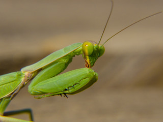 praying mantis