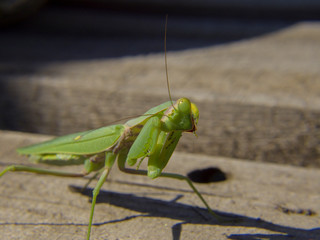  close=up praying mantis