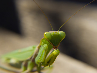 macro praying mantis