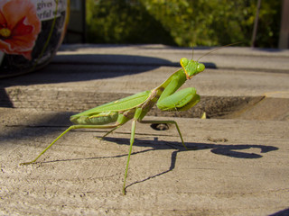 praying mantis
