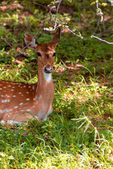 indian deer chital in the forest