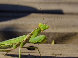 praying mantis