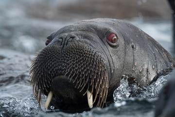 Closeup on Svalbard walrus with tusks