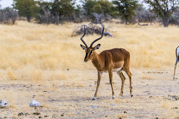 antilope in africa namibia etosha national park