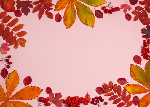 Autumn composition. The frame is made of Rowan leaves, chestnut leaves, red Rowan berries and hawthorn on a pink background.