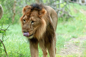 male lion