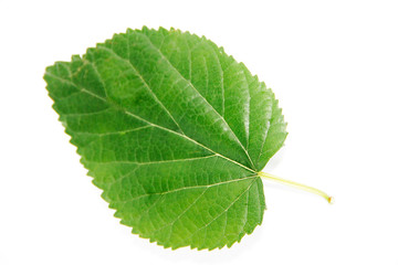 natural green leaves of the tree with a vein pattern
