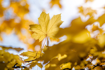 Autumn background-yellow maple leaves in the city Park 
