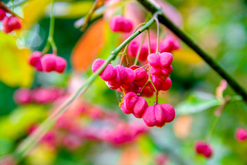 Pink berries of the spindle tree in autumn forest 