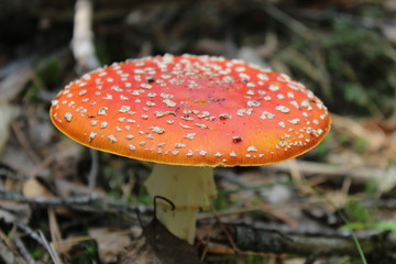 fly agaric