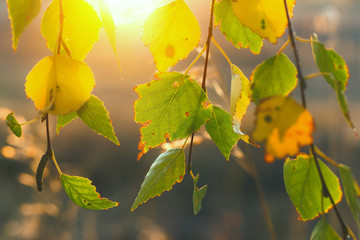 Yellow and green leaves on a branch. Change of seasons. Hello autumn, goodbye summer. Blurred focus.