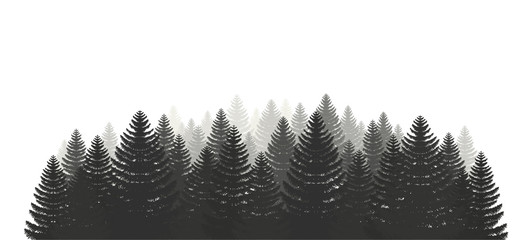Coniferous pine forest. Silhouettes evergreen coniferous trees, christmas tree, spruce. Camping