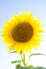 Young and lonely sunflower growing dazzled by the sun..