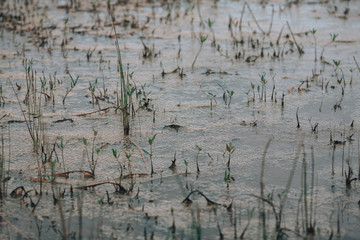 Swamp close up. Photo background with a swamp in Karelia