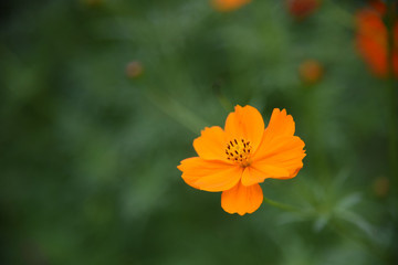 yellow flower close up 