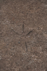 Petrified Bird Trail