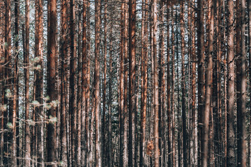 Obraz premium Gloomy forest. Parallel trees in the forest. Forest of thin trees. Photo background with forest