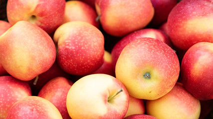 Apple harvest. Ripe red apples background.
