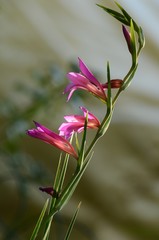 pink flower, closeup