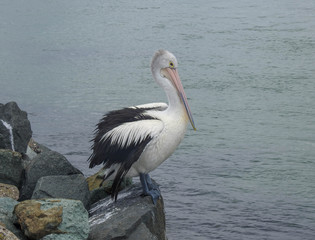 Lone Pelican Standing on the Rocks 