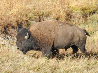 Obraz premium Loan Bison in the Grasslands of Yellowstone
